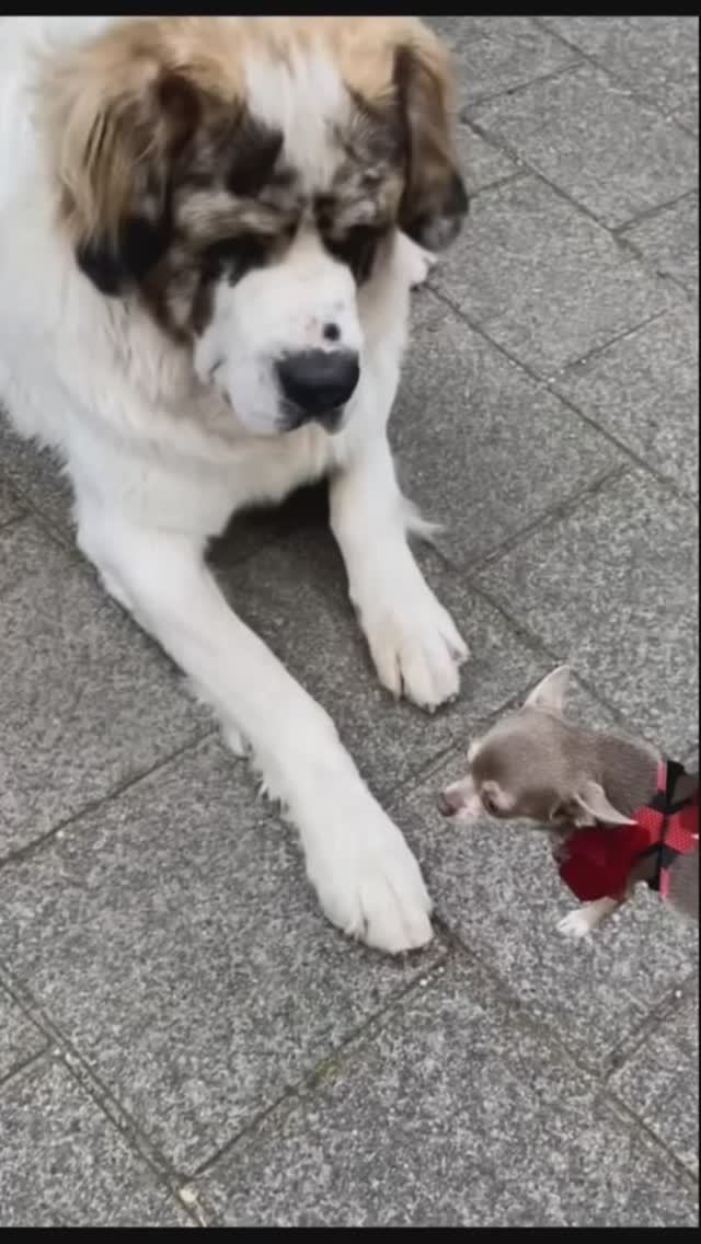 Нина и сенбернар