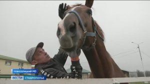 Ставропольских лошадей ценят по всему миру
