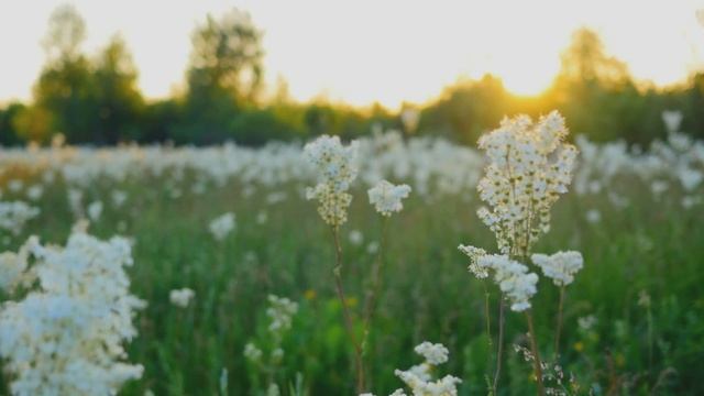 Звук природы. Птицы. Пение птиц Чекан луговой и Славка мельничек на лугу смотреть онлайн
