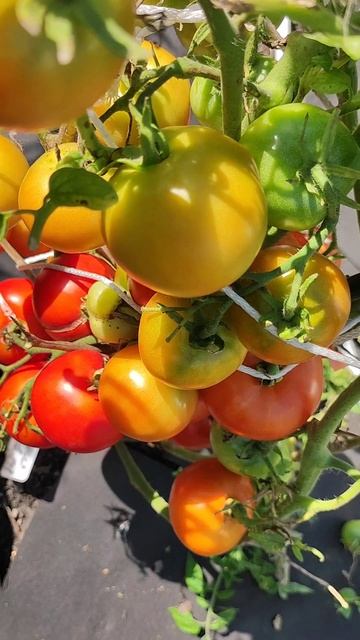 3 Сорта Томата из 800 сортов выбрала на следующий 2026 год #огород смотреть онлайн