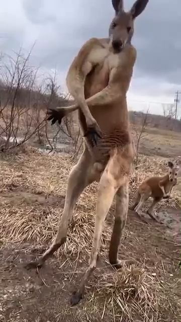 КЕНГМИНАТОР смотреть онлайн