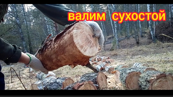 Валим сухостой смотреть онлайн