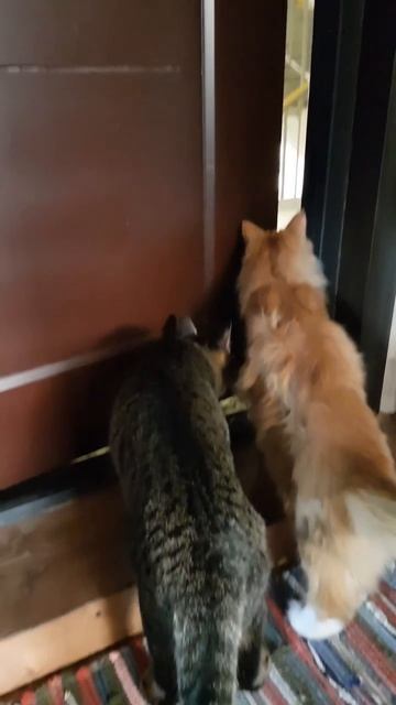 Кузенька и Сёмочка