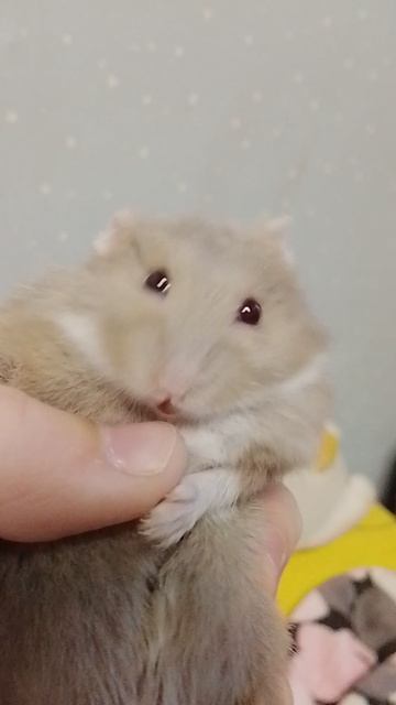 новый праздник "день мемов" Лиля с хомяками🐹🐹