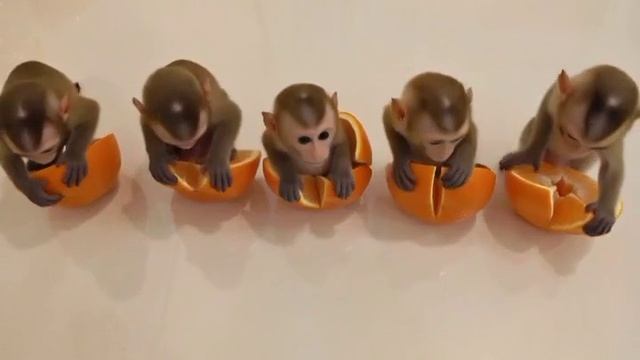 обезьянки.mp4