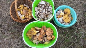 Заморозки, а мы грибы собираем