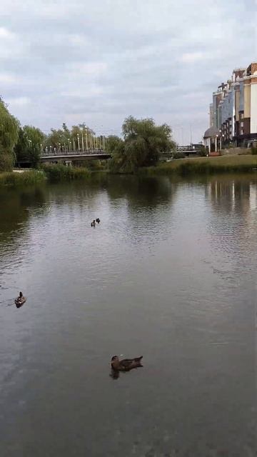 Белгород-парк победы. смотреть онлайн