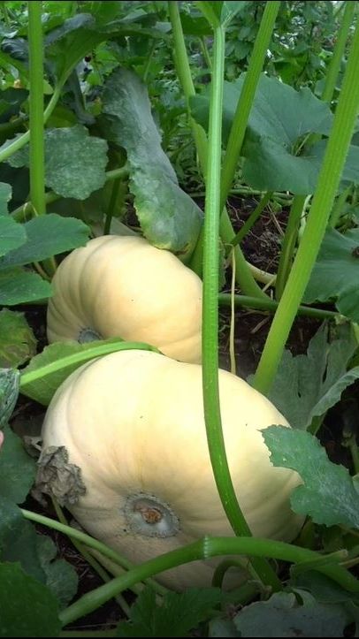 Тыкву лучше выращивать рассадой смотреть онлайн