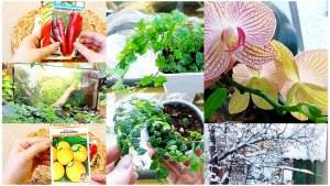 16 ноября. Снег. Цветочные новинки. Зашла в семенной магазин.