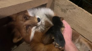 Лиса-Алиса. Лис Игнис стесняется гостей