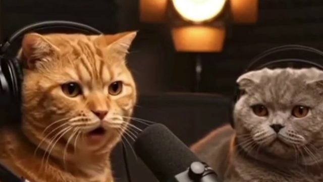 Котошоу смотреть онлайн