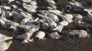 Бойные голуби Олега. Рязанская  область .Рыбновский район( 2 серия)