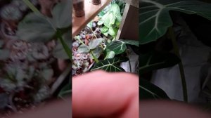 Алоказии.Грунт,удобрение,уход☘️☘️☘️# комнатные растения🍀🍀🍀