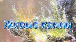 Морской аквариум с живыми камнями: живой уголок океана