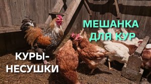 Жизнь в деревне Мешанка для кур Погода отличная