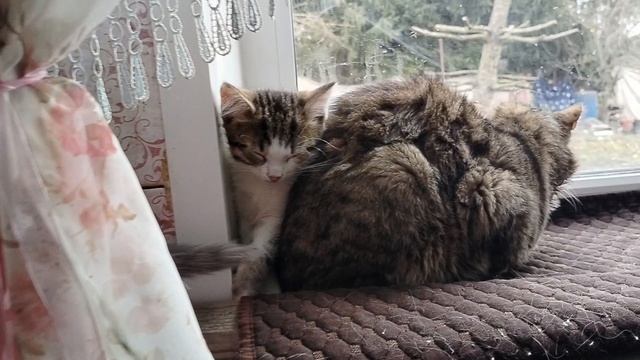 Влог о жизни кошек и собак в большой семье.20.11.25.Чем кошки заняты весь день.