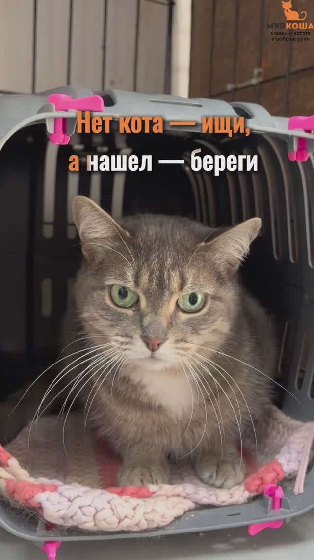 Мусёна ждёт вас в приюте #Муркоша смотреть онлайн