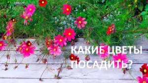 Какие цветы можно посадить на участке?Как собирать семена?