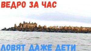 ВЕДРО ЗА ЧАС! ТУТ РЫБА СТЕНОЙ, ЛОВЯТ ДАЖЕ ДЕТИ