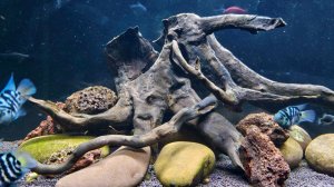 Перестройка в аквариуме на 140 литров.