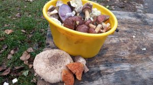 По грибы 11 ноября 2025 г. / Смоленская обл.