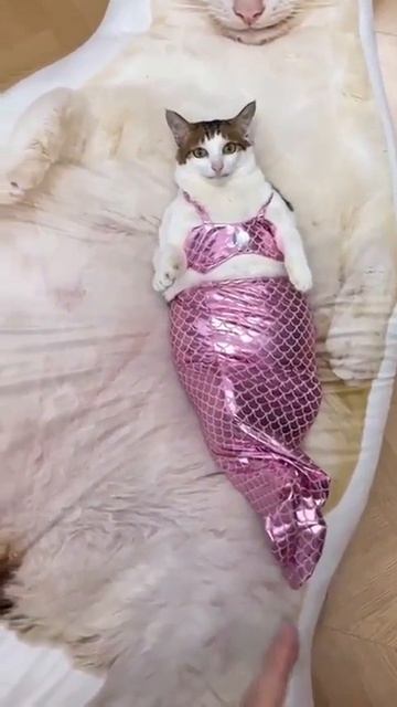 А говорят, русалок не существует... смотреть онлайн