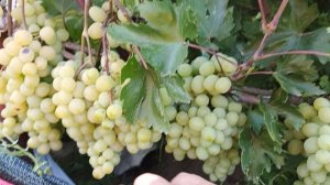 Чародейка, Амур, Эльдорадо и Таромский, прививки форм, с разным сроком созревания на одном кусте.