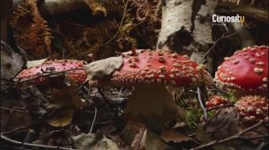 Скрытые чудеса природы