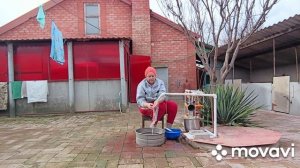 Ну,какова красота 🐖🐖🐖🐷🐷🐗🐗повезло им с помощницей 🦸♀️🦸♀️🦸♀️