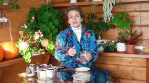 Как вырастить комнатную герань Пеларгонию из семян