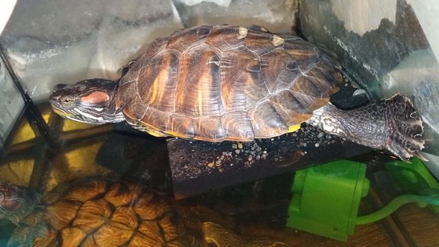 Красноухая черепаха 🐢 греется, день 21-11-2025. смотреть онлайн