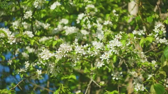Исцеляющая музыка для сердца и души 🌿 Снятие стресса и внутреннее спокойствие #4 смотреть онлайн