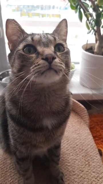 Сёмочка любимый кот.