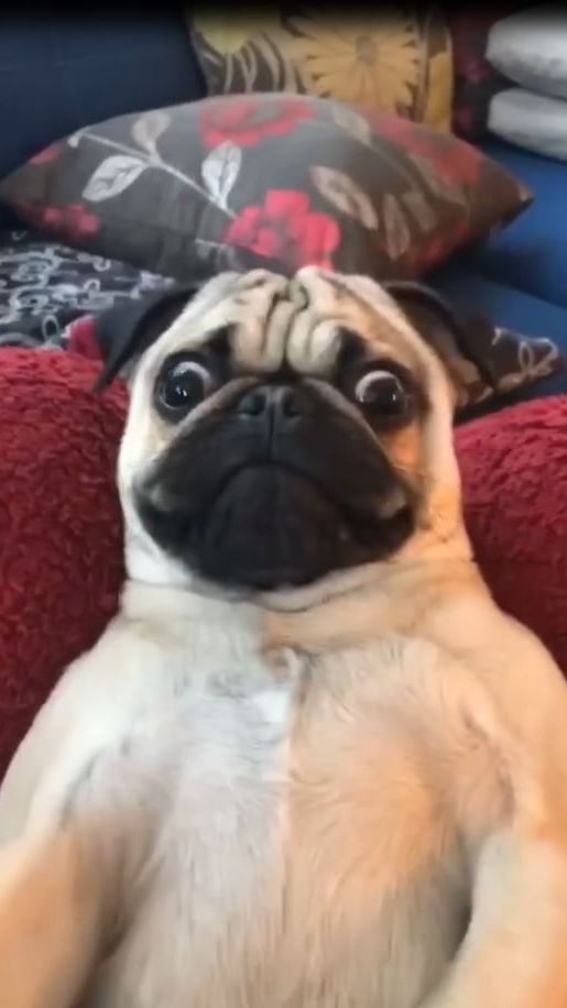 Смешные видео. Прикольные кошки и собаки