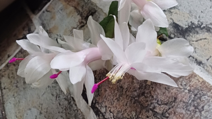 Комнатные растения🌸🌿🌸🌿🌸 Цветочные новости👋