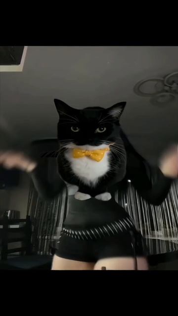 котик эдит смотреть онлайн