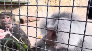 Я В ШОКЕ! Елисей не поленился и ПОЛЕЗ НА САМЫЙ ВЕРХ за петрушкой, научился у Люськи)))