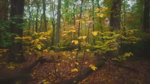 🇺🇸 Дождливая осенняя прогулка на природе штата Джорджия, США. Звуки дождя для учебы и отдыха