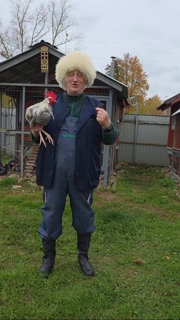 ЛЕГГОРН ИЗАБЕЛЛА! КРАСОТА ПОМНОЖЕННАЯ НА ПРОДУКТИВНОСТЬ! 21.11.2025 ГОД. смотреть онлайн