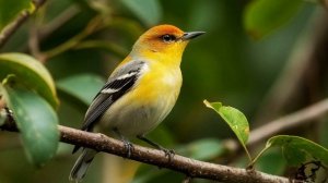 Звук природы. Птицы. Звук птицы Оливковый певун в хвойном лесу