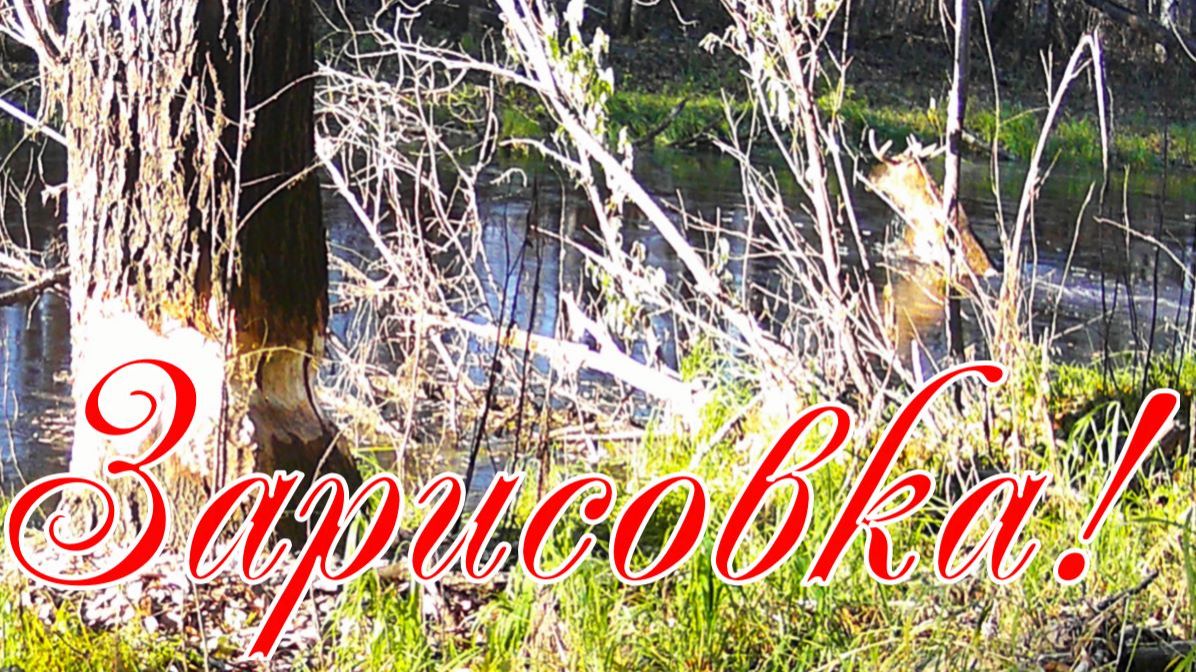 Зарисовка осень установил камеру на старице хотел снять как бобры валят деревья вот что получилось смотреть онлайн