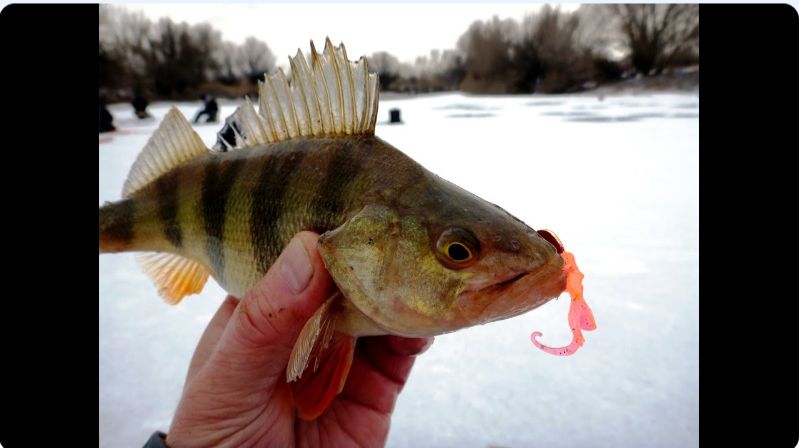 Первый лед 2025 Ловля окуня зимой на съедобную резину смотреть онлайн