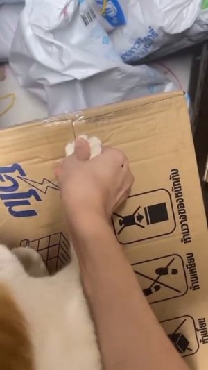 Коты помощники