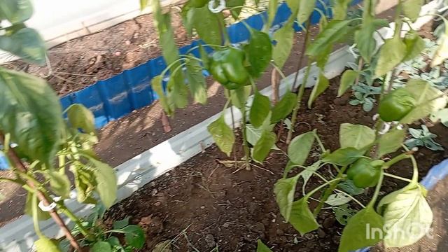 ✅Пятница. Дача.Огород.21.11.25. смотреть онлайн