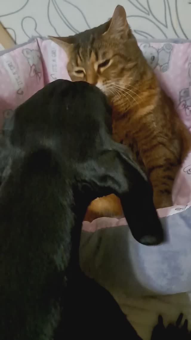 Кошка Лиза очень недовольна)))😁😁😁 смотреть онлайн