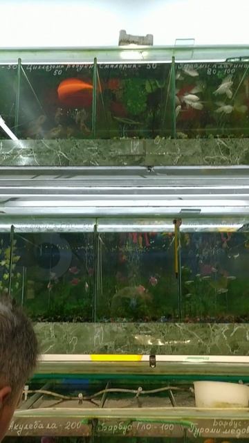 Аквариумные рыбки