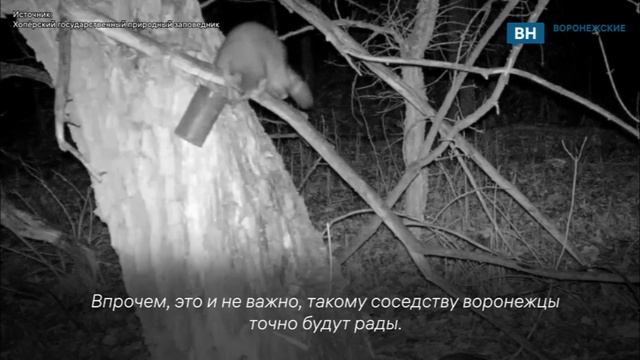 В Хопёрском заповеднике Воронежской области обнаружили второго енота смотреть онлайн