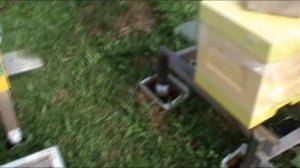 Сколько  МЁДА даёт ПЧЕЛОПАКЕТ за лето ! ?