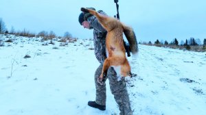 ВИДЕО НЕ ДЛЯ ДЕТЕЙ / СПАСЕНИЕ ЗАЙЦА / ВЫСТРЕЛ ПРЯМО В СЕРДЦЕ / ОХОТА НА ВРАГА ДАЧНИКОВ.