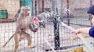 Люська с Лидой орут - мальчик брызгал их водой! Враг объединяет! Рокки- гурман знает толк в мясе!